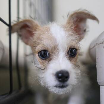 Ruffy -  Terrier Dog for Adoption in Bradenton, Florida - Ruffy | PetCurious