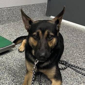 Beckham -  Mixed Breed Dog for Adoption in Dearborn, Michigan - Beckham | PetCurious