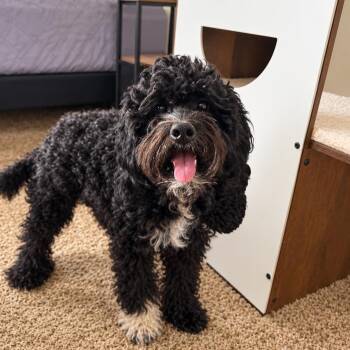 Bo -  Miniature Poodle and Goldendoodle Dog for Adoption in Fresno, California - Bo | PetCurious