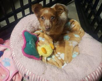 Rescue Australian Shepherd and Terrier Dogs for Adoption in Fresno, California - Peanut | PetCurious