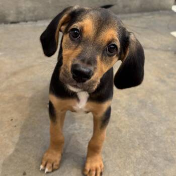 Statler -  Beagle Dog for Adoption in Freeport, Florida - Statler | PetCurious