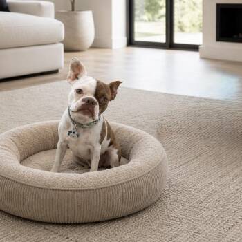 Boston Terrier Dogs Available for Adoption in Phoenix, Arizona - Blitz | PetCurious