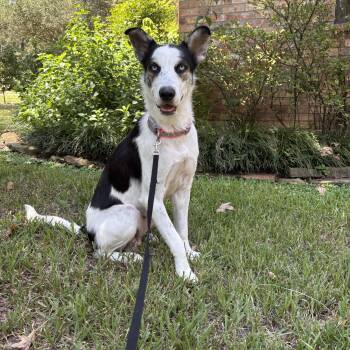 Shay -  Border Collie and Australian Cattle Dog Blue Heeler Dog for Adoption in Humble, Texas - Shay | PetCurious