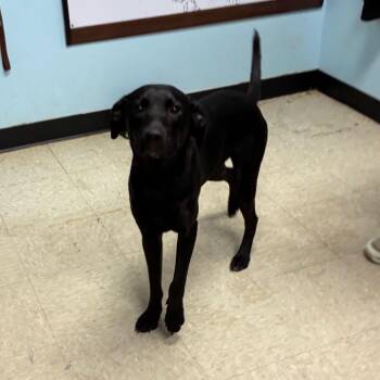 Lucky -  Black Labrador Retriever Dog for Adoption in Franklin, North Carolina - Lucky | PetCurious