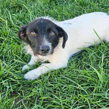 Pimm -  Jack Russell Terrier Dog for Adoption in Plainfield, Illinois - Pimm | PetCurious