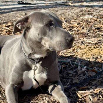 Labrador Retriever and Pit Bull Terrier Dogs Available for Adoption - Laya (prior Tsunade) | PetCurious