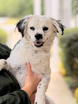 Gage -  Spaniel Dog for Adoption in Meherrin, Virginia - Gage | PetCurious