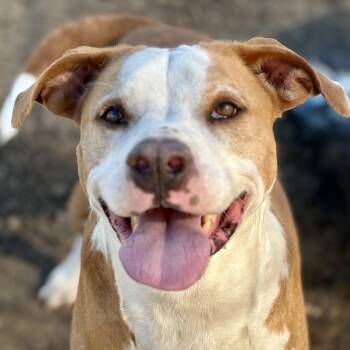 Rescue Pit Bull Terrier Dogs for Adoption in Justin, Texas - *Elmo | PetCurious