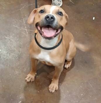 Rescue Pit Bull Terrier and Mixed Breed Dogs for Adoption in Cincinnati, Ohio - Lady | PetCurious
