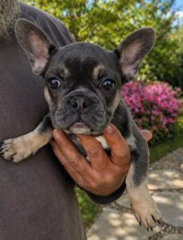 French Bulldog Dogs Available for Adoption in Malvern, Pennsylvania - Nikki | PetCurious