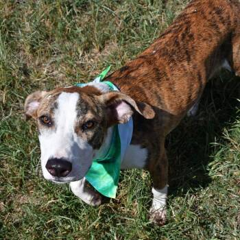 Hawkeye -  Catahoula Leopard Dog Dog for Adoption in Beaumont, Texas - Hawkeye | PetCurious