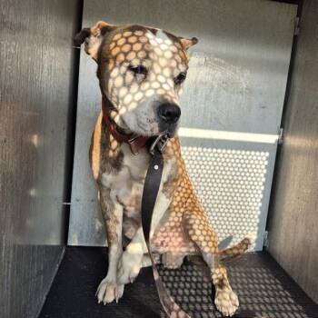 American Staffordshire Terrier Dogs Available for Adoption in San Antonio, Texas - DOMINO | PetCurious