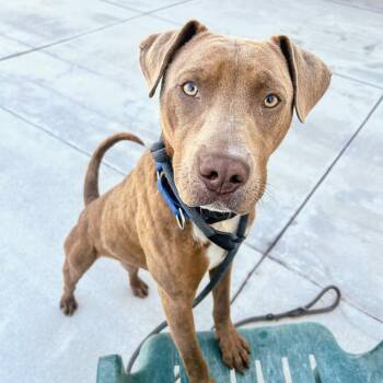 Brandon -  Pit Bull Terrier Dog for Adoption in Oakland, California - Brandon | PetCurious