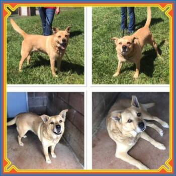 TALA -  Shepherd Dog for Adoption in Buckhannon, West Virginia - TALA | PetCurious