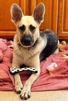 Chase -  German Shepherd Dog Dog for Adoption in Waupaca, Wisconsin - Chase | PetCurious