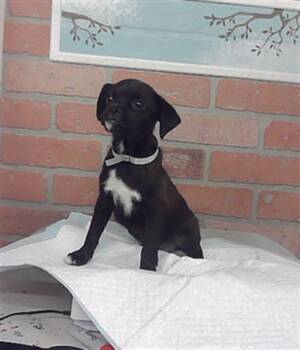 A2096342 -  Border Terrier and Mixed Breed Dog for Adoption in Houston, Texas - A2096342 | PetCurious