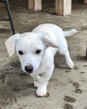 American Eskimo Dog and Chihuahua Dogs Available for Adoption - Phoebe | PetCurious