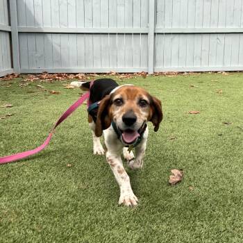 Beagle and Mixed Breed Dogs Available for Adoption in Troy, Virginia - Jerrold | PetCurious