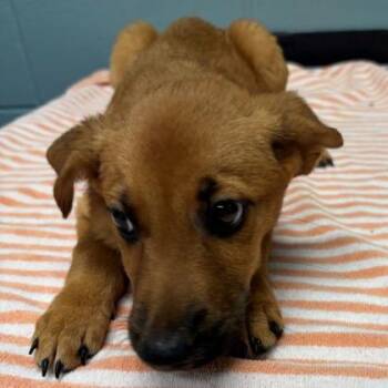 Sully -  Cattle Dog and Mixed Breed Dog for Adoption in Kansas City, Missouri - Sully | PetCurious
