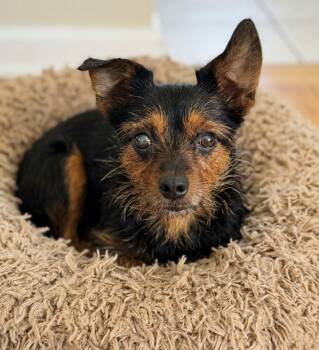 Ellie 3661 -  Cairn Terrier Dog for Adoption in Boca Raton, Florida - Ellie 3661 | PetCurious