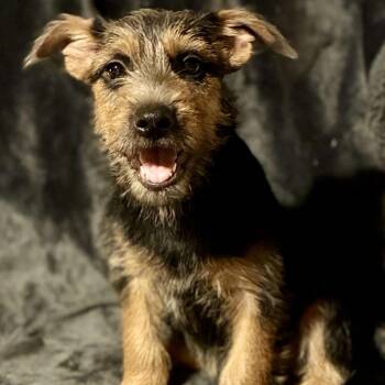 Rue -  Terrier and Mixed Breed Dog for Adoption in Pelham, New Hampshire - Rue | PetCurious