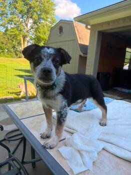 Tania -  Australian Cattle Dog Blue Heeler and Australian Shepherd Dog for Adoption in Coldwater, Michigan - Tania | PetCurious