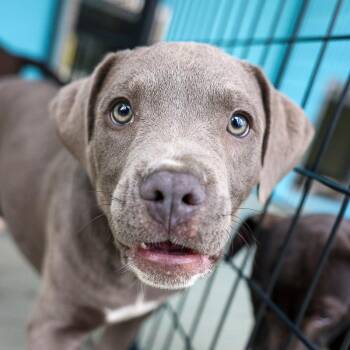 Pit Bull Terrier and Mixed Breed Dogs Available for Adoption in Bradenton, Florida - Murphy | PetCurious