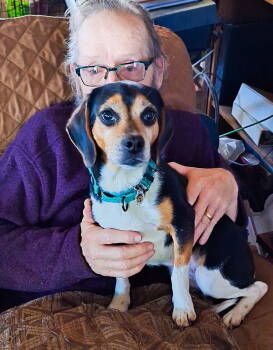 Rescue Beagle Dogs for Adoption in Candler, North Carolina - Bitsy | PetCurious