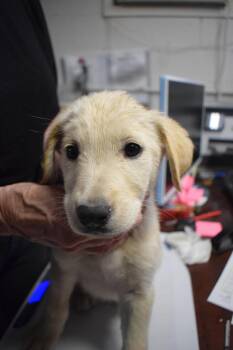 Golden Retriever and German Shepherd Dog Dogs Available for Adoption in Pahrump, Nevada - Mollie (L582 P8) | PetCurious