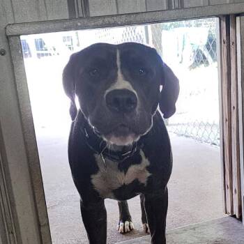 Luna Brie -  Mixed Breed Dog for Adoption in Williston, Florida - Luna Brie | PetCurious