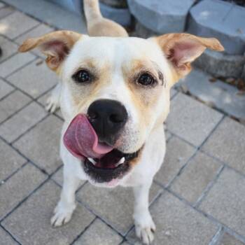 Andy -  Pit Bull Terrier Dog for Adoption in St. Petersburg, Florida - Andy | PetCurious