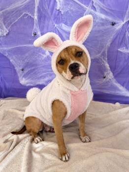 Gnocchi -  Mixed Breed and American Bully Dog for Adoption in Chickasha, Oklahoma - Gnocchi | PetCurious