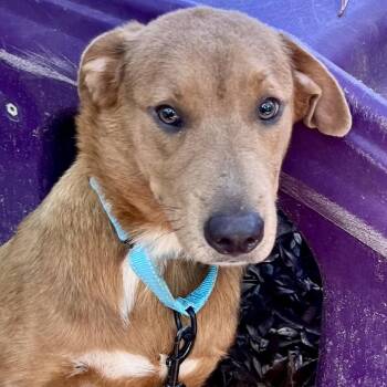 Wesley -  Mixed Breed Dog for Adoption in Summerville, South Carolina - Wesley | PetCurious
