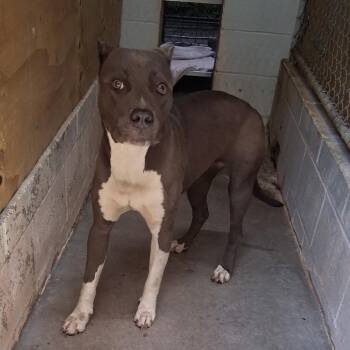 Aspen -  Mixed Breed Dog for Adoption in Summerville, South Carolina - Aspen | PetCurious