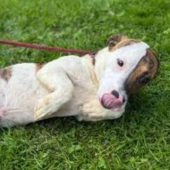 Harvey -  Basset Hound Dog for Adoption in Monticello, New York - Harvey | PetCurious