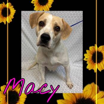 Macy -  Labrador Retriever and Mixed Breed Dog for Adoption in Royse City, Texas - Macy | PetCurious