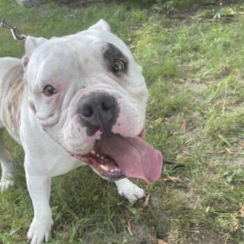 Kira -  American Bulldog Dog for Adoption in Green Forest, Arkansas - Kira | PetCurious