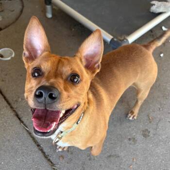 Hankie -  Mixed Breed Dog for Adoption in Edwardsville, Illinois - Hankie | PetCurious