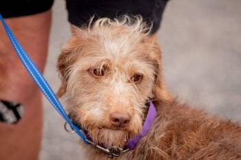 Tia the scruffiest scruff -  Fox Terrier Dog for Adoption in Center Square, Pennsylvania - Tia The Scruffiest Scruff | PetCurious