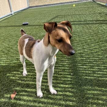 Jack Russell Terrier Dogs Available for Adoption - Izzy | PetCurious