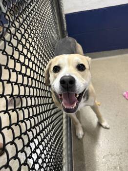 Dakota 3 yrs -  Mixed Breed Dog for Adoption in Sterling, Massachusetts - Dakota 3 Yrs | PetCurious