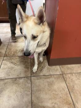 School Boy Q -  Mixed Breed Dog for Adoption in Cincinnati, Ohio - School Boy Q | PetCurious