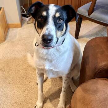 Luigi -  Cattle Dog and Hound Dog for Adoption in Minneapolis, Minnesota - Luigi | PetCurious