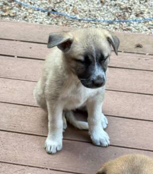 Ginger (F) -  Labrador Retriever Dog for Adoption in Sun Prairie, Wisconsin - Ginger (F) | PetCurious