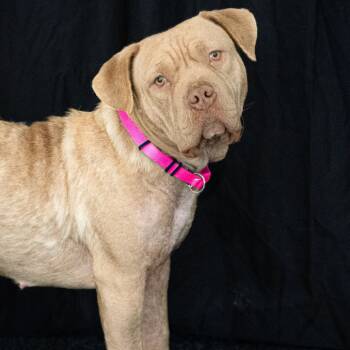 Rescue Dogue De Bordeaux Dogs for Adoption in Richmond, California - GEISHA | PetCurious