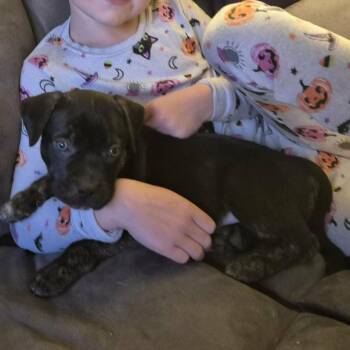 Dex -  American Staffordshire Terrier Dog for Adoption in West Richland, Washington - Dex | PetCurious