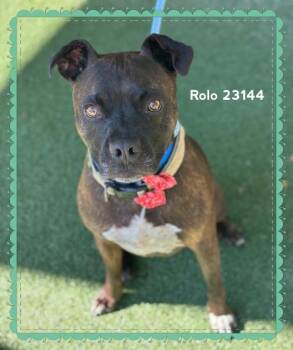 ROLO -  Pit Bull Terrier Dog for Adoption in Marietta, Georgia - ROLO | PetCurious