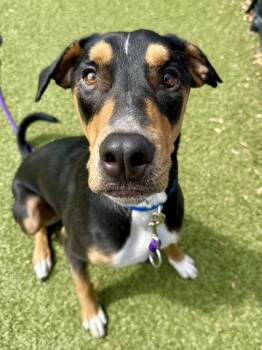 Ruger -  Mixed Breed Dog for Adoption in Wichita, Kansas - Ruger | PetCurious