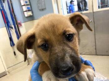 Rescue German Shepherd Dog Dogs for Adoption in Riverside, California - ROOSEVELT | PetCurious