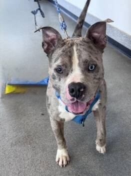 Yoshi -  Mixed Breed Dog for Adoption in West Chester, Pennsylvania - Yoshi | PetCurious